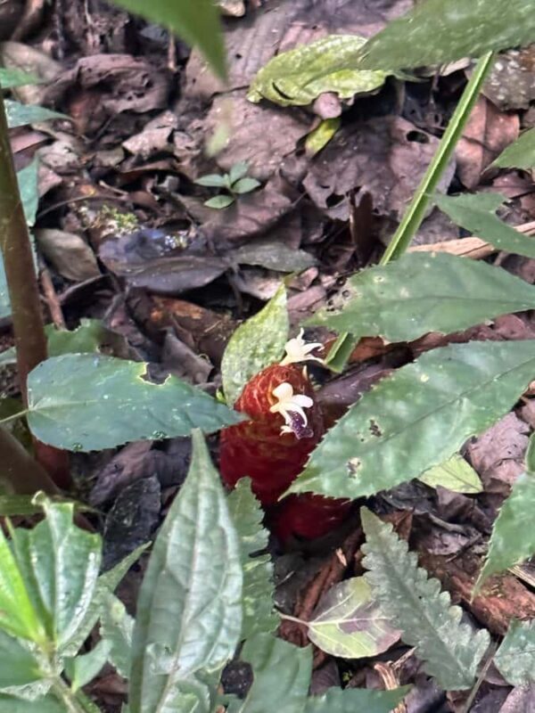 Bali Nature Forest Walk Tour - An In-Depth Look at the Bali Nature Forest Walk Tour