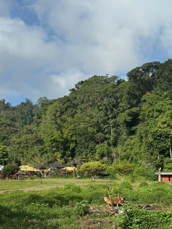 Bali Nature Forest Walk Tour - Practical Details and Tips