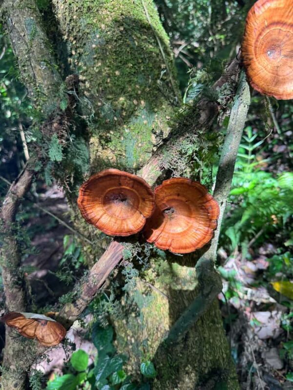 Bali Nature Forest Walk Tour - Final Thoughts