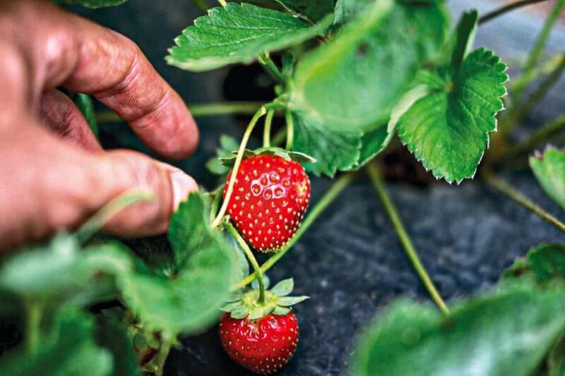 Bali: Natures Bloom, Lake Reflections and Strawberry Bliss - The Sum Up