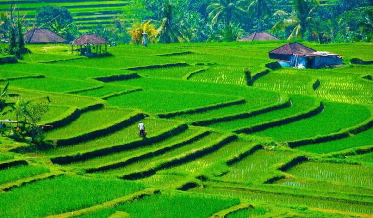 bali-north-bali-private-car-rental-with-female-driver