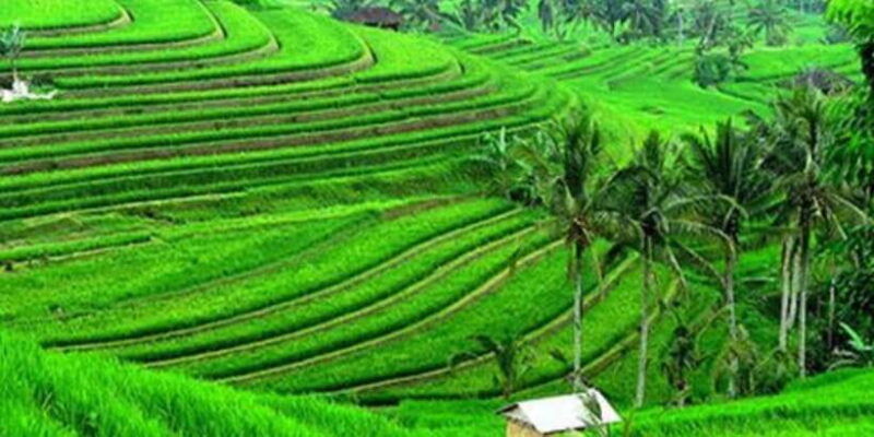 bali-north-bali-tour-with-jatiluwih-handara-with-transfers
