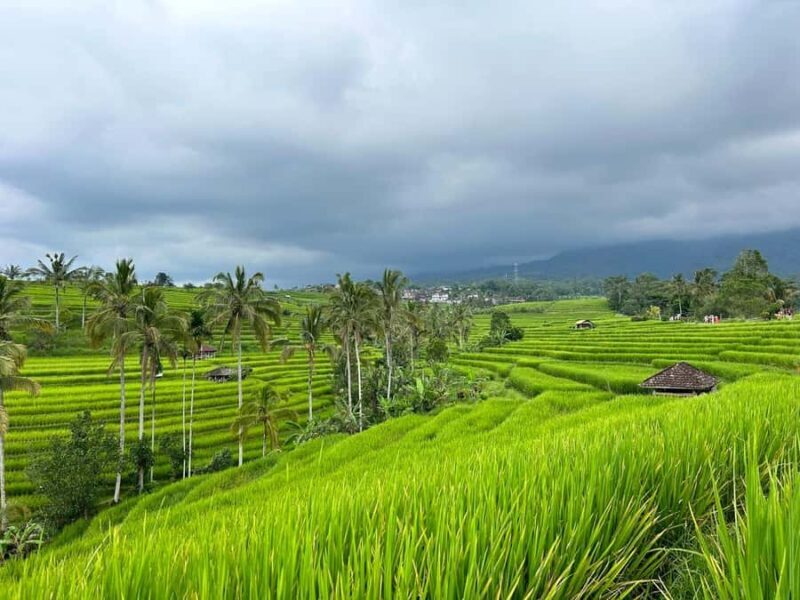 Bali: Nung-Nung Waterfall & Rice Terraces Tour - Bali: Nung-Nung Waterfall & Rice Terraces Tour