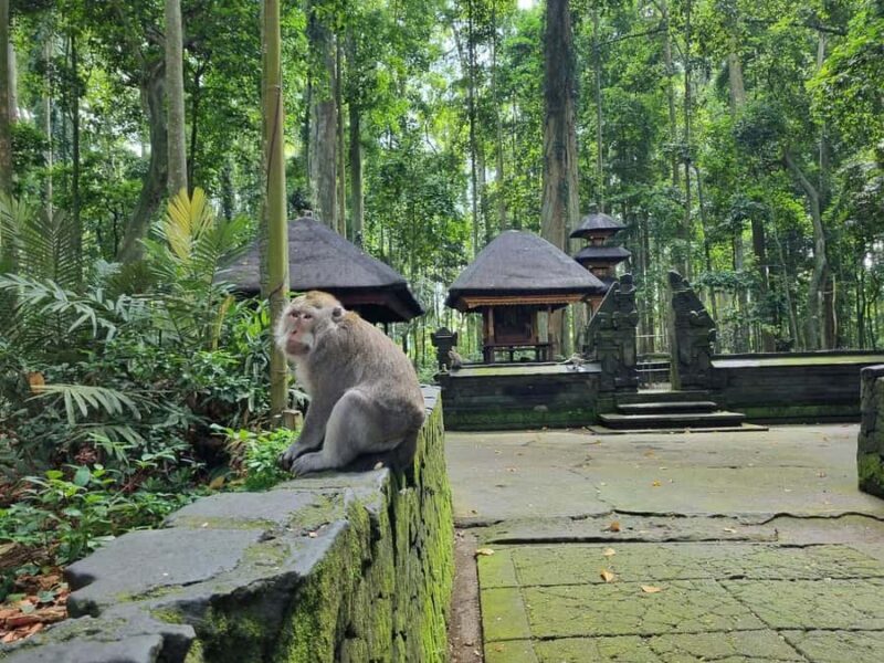 Bali: Nung-Nung Waterfall & Rice Terraces Tour - Final Thoughts