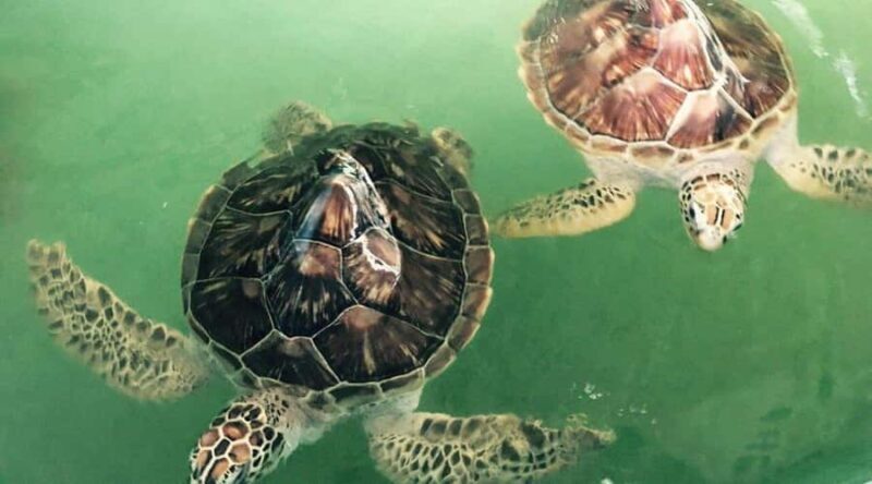 Bali/Nusa Dua: Snorkeling, Glass Boat Ride & Turtle Center - Who Is This Tour Best For?