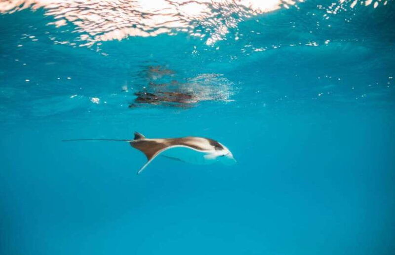 bali-nusa-penida-manta-point-snorkel-boat-west-coast-tour
