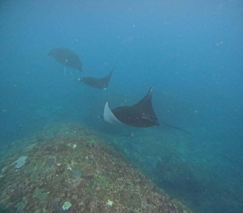 Bali: Nusa Penida Tour with Lunch & Manta Point Snorkeling - FAQ