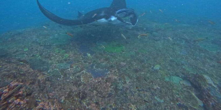 bali-nusa-penida-tour-with-lunch-manta-point-snorkeling