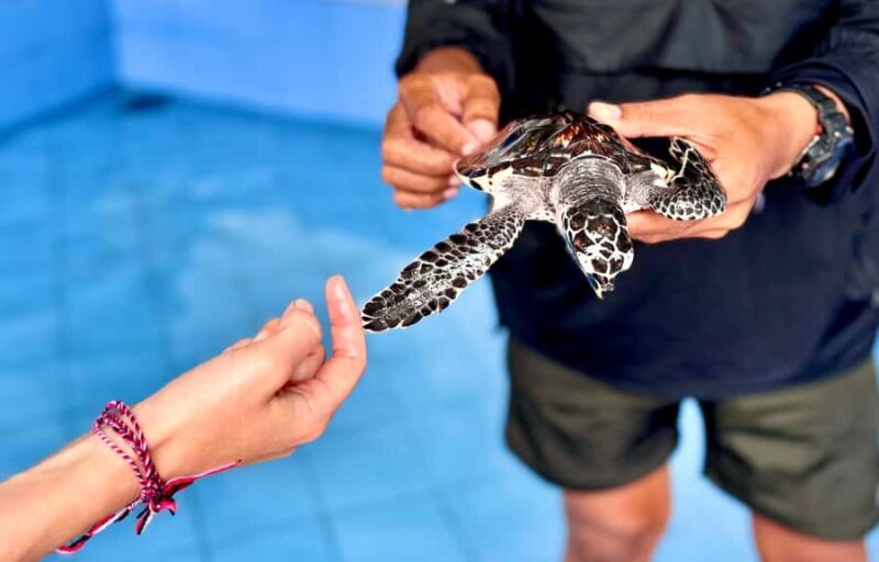 Bali: Nusa Penida: Turtle Conservation, Massive Cave Temple - An In-Depth Look at the Tour Experience