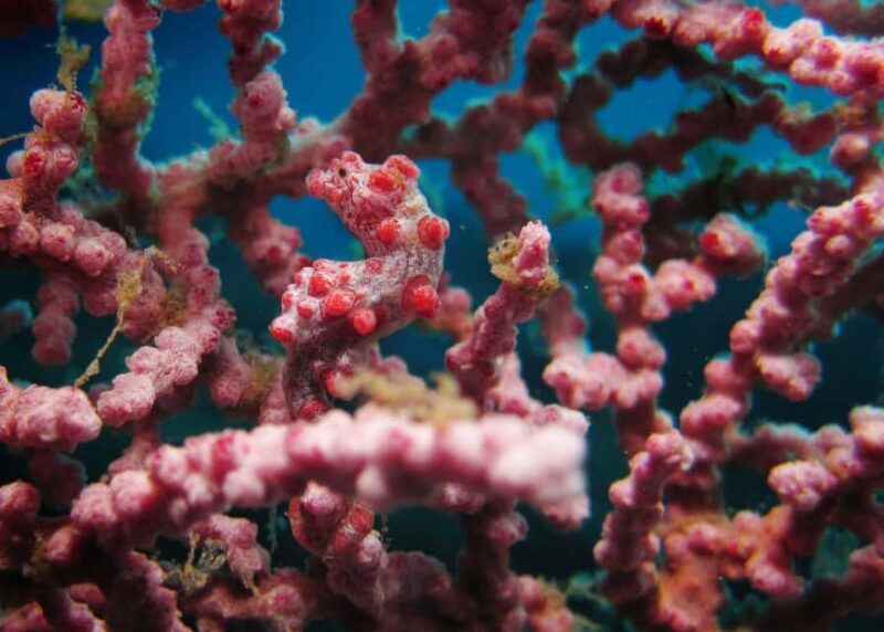 BALI: PADANG BAI DIVE TRIP WITH HOTEL TRANSFERS & LUNCH - Key Points