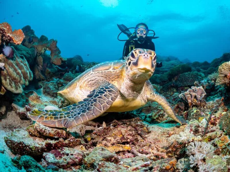 BALI: PADANG BAI DIVE TRIP WITH HOTEL TRANSFERS & LUNCH - A Deep Dive into the Experience: What to Expect