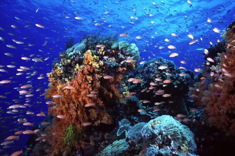 BALI: PADANG BAI DIVE TRIP WITH HOTEL TRANSFERS & LUNCH - Why This Tour Might Be Your Best Choice in Bali