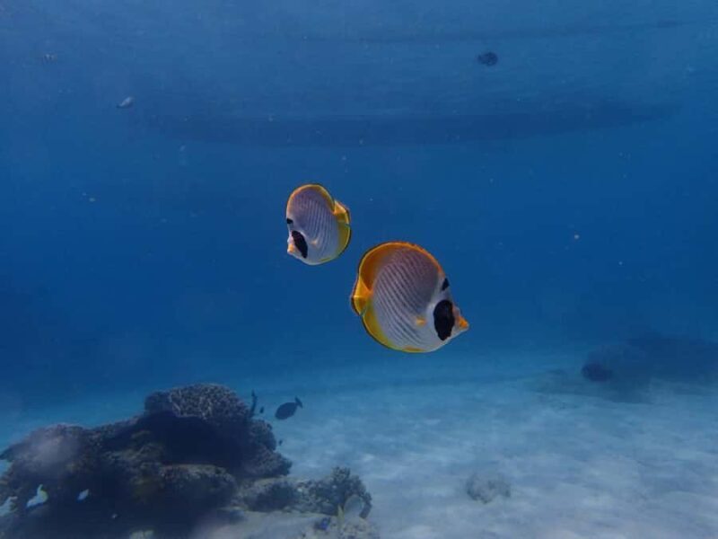 Bali: Padangbai Blue Lagoon Scuba Diving Private Tour - Key Points