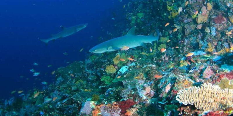 bali-padangbai-blue-lagoon-scuba-diving