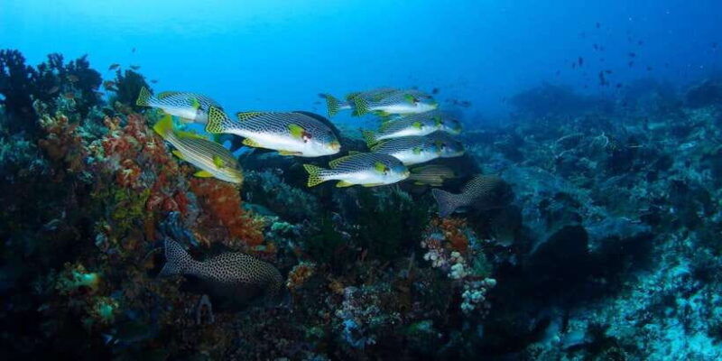 bali-padangbai-blue-lagoon-scuba-diving