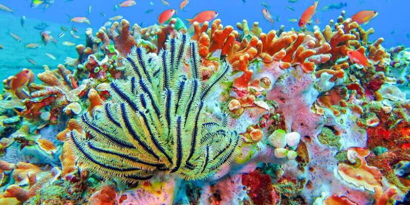 bali-padangbai-blue-lagoon-snorkeling-day-trip