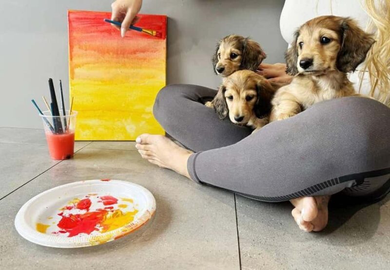 Bali: Paint with Puppies - Ubud, Canggu - Final Thoughts