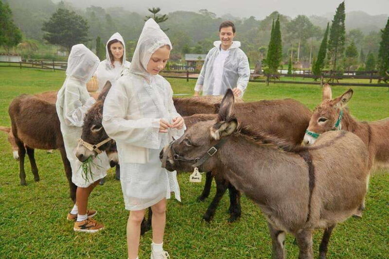 bali-picnic-with-alpacas-donkeys-and-temple-tour