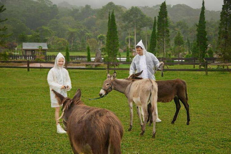 bali-picnic-with-alpacas-donkeys-and-temple-tour