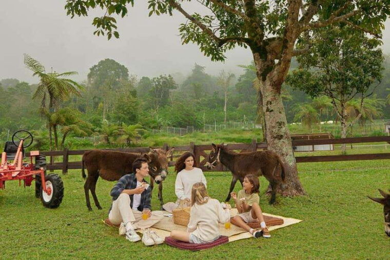 bali-picnic-with-alpacas-donkeys-and-temple-tour