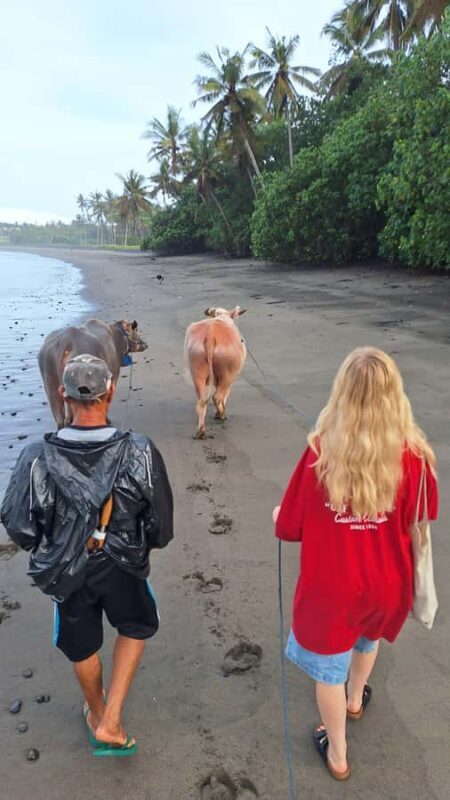 Bali: Pink Buffalo Adventure with Culinary Experience - What to Expect & Practical Details