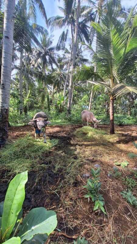 Bali: Pink Buffalo Adventure with Culinary Experience - The Experience Provider & Similar Options