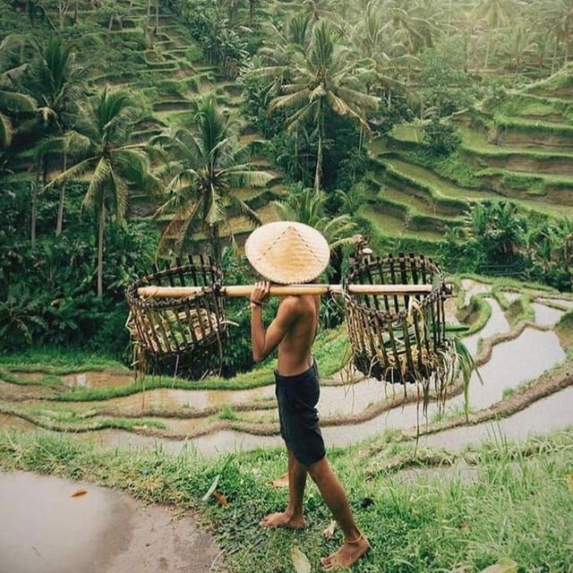 bali-primary-school-balinese-house-rice-terrace-temple