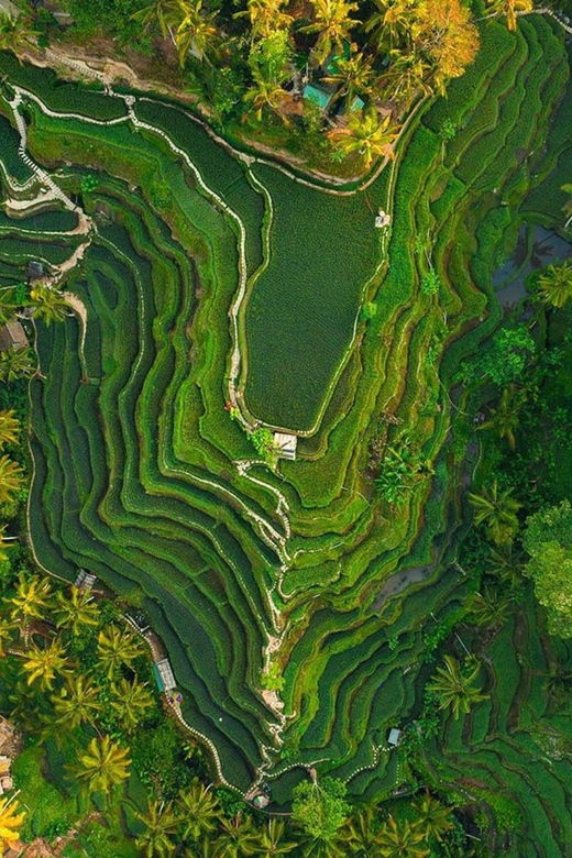 bali-primary-school-balinese-house-rice-terrace-temple