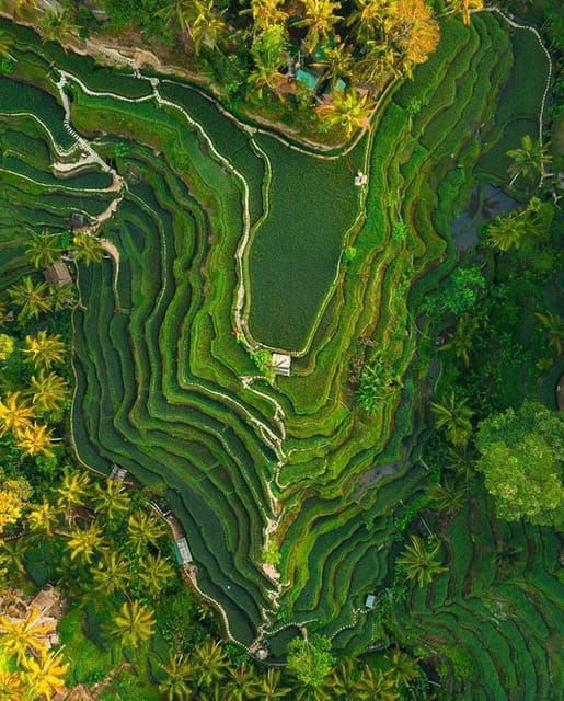bali-primary-school-balinese-house-rice-terrace-temple