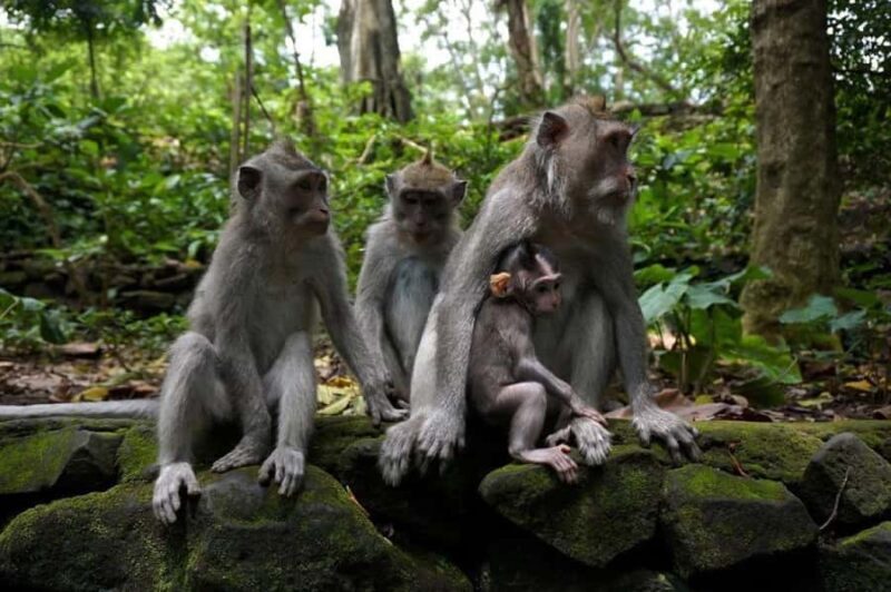 Bali: Private Sangeh Monkey Forest, Temple & Waterfall Tour - Price and Value