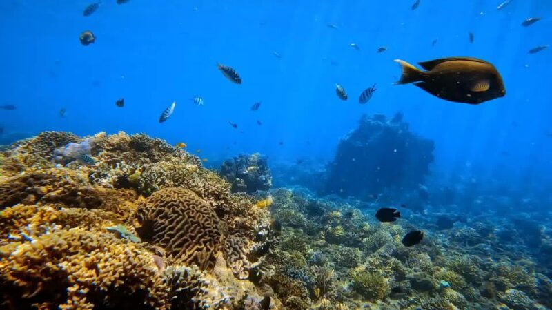 bali-private-snorkeling-to-blue-lagoon-and-tanjung-jepun
