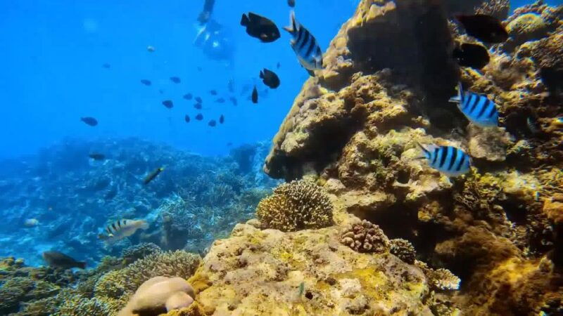 bali-private-snorkeling-to-blue-lagoon-and-tanjung-jepun