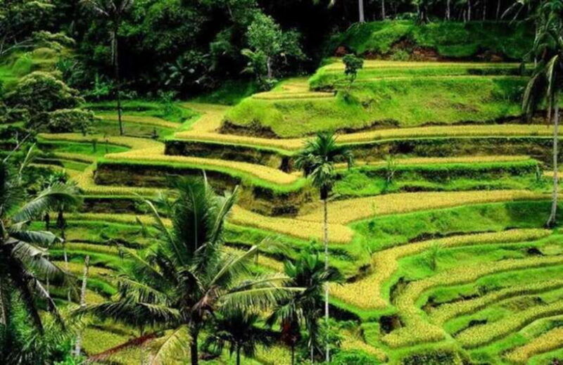 bali-private-ubud-highlights-tour-with-customized-tour