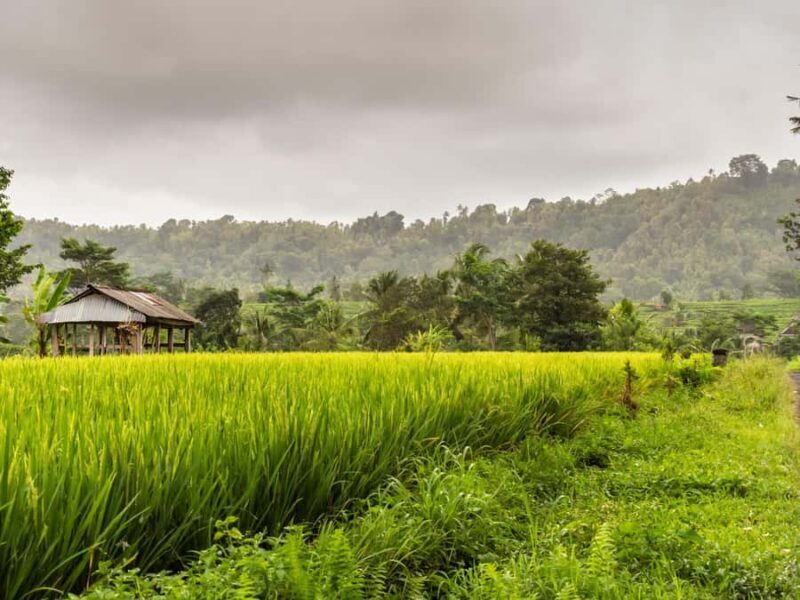 Bali: Private Waterfalls and Rice Terraces Day Trip - Who Will Love This Tour?