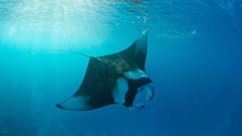Bali: Private Yacht Snorkel at Manta Point & 2 Spots Penida - Navigating to Manta Point