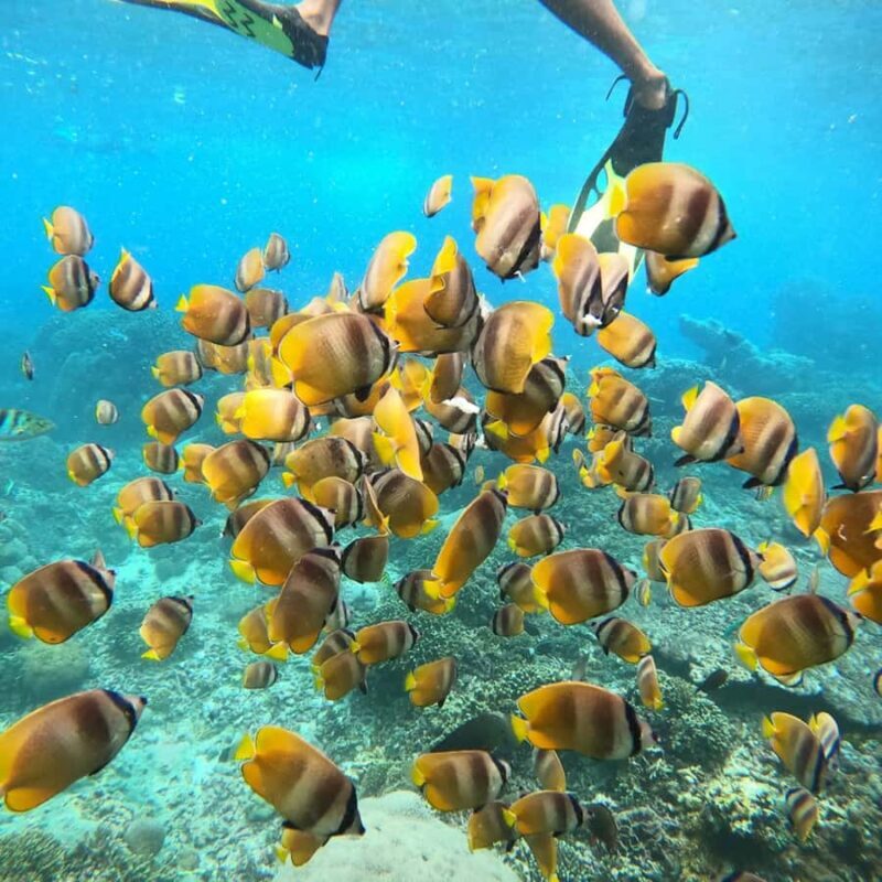 Bali: Private Yacht Snorkel at Manta Point & 2 Spots Penida - The Comfort of the Yacht and Dining Experience