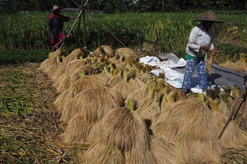 Bali: Rice Field Trip and Balinese Women Culture - Practical Details and Tips