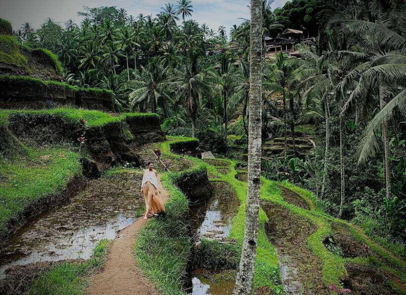 bali-rice-terrace-volcano-tour-with-penglipuran-village