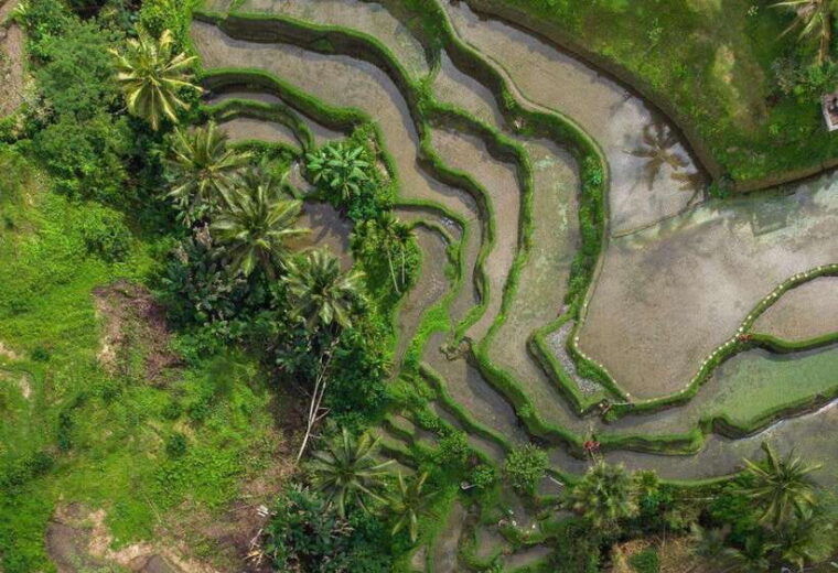 bali-rice-terrace-volcano-tour-with-penglipuran-village