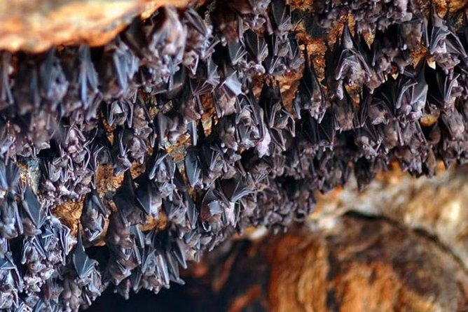 Bali Royal palaces (observe tour) - Who Is This Tour Best For?