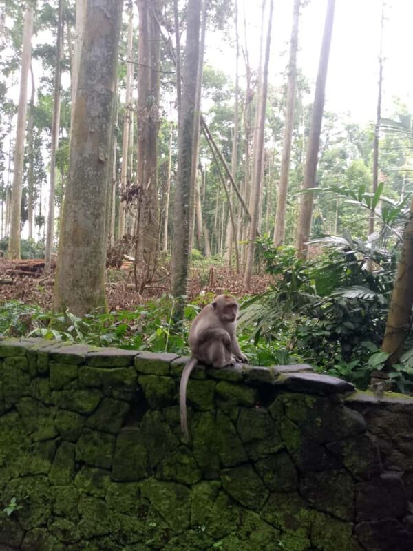Bali: Sacred Monkey Forest, Rice Terraces & Ritual Tour - An Overview of the Experience