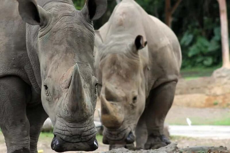 Bali: Safari Zoo and Ubud Palace and Market Day Tour - Logistics and Practical Details