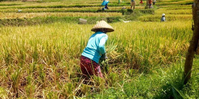 bali-sambangan-waterfalls-trekking-sliding-jumping-trip