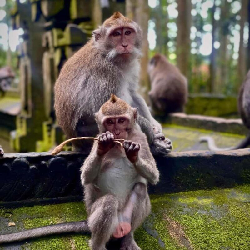 Bali: Sangeh Monkey Forest, Chocolate Factory & Temple Tour - A Complete Breakdown of the Experience