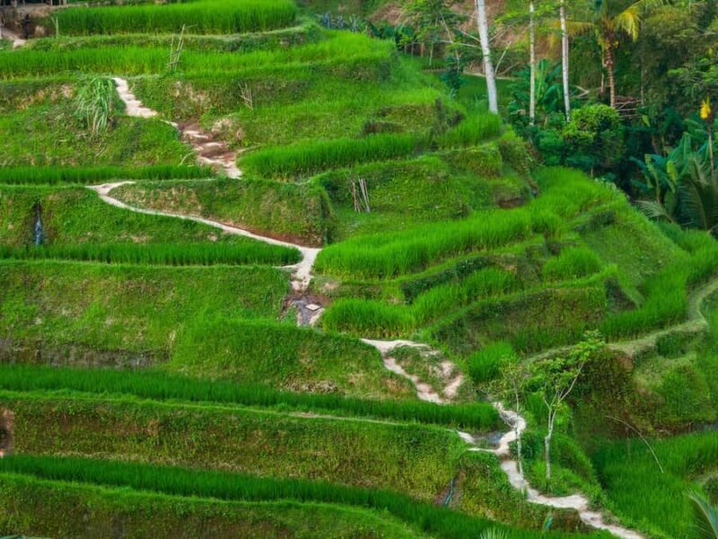 Bali: Sangeh, Taman Mumbul & Jatiluwih Private Day Tour - Exploring Bali’s Green Heart: Sangeh, Taman Mumbul & Jatiluwih Private Day Tour