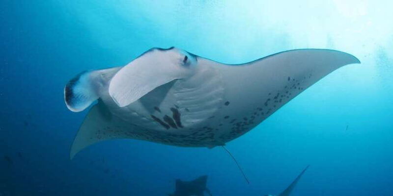 bali-sanur-snorkeling-day-trip-to-nusa-penida-3-sites