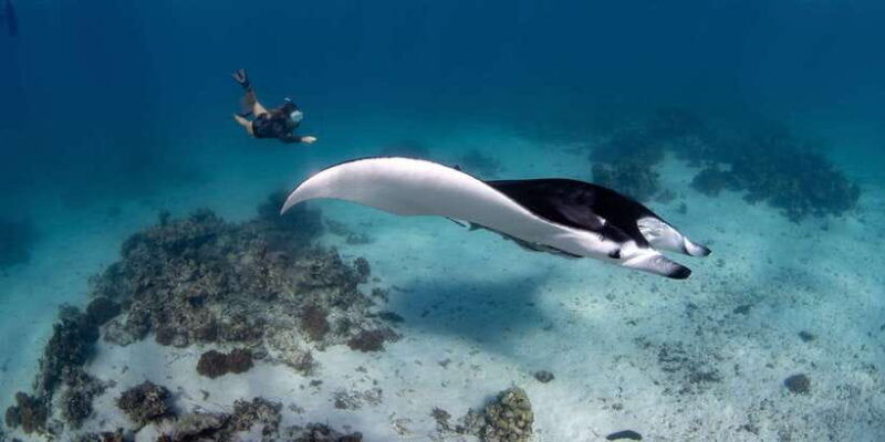bali-sanur-snorkeling-day-trip-to-nusa-penida-3-sites