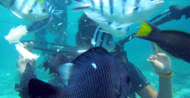 bali-scuba-diving-for-beginner-experience