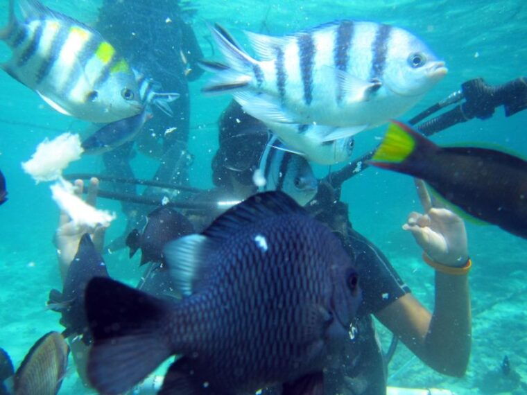 bali-scuba-diving-for-beginner-experience