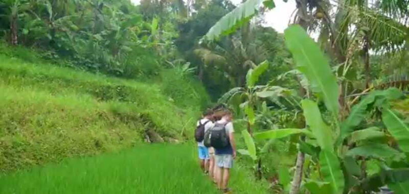 bali-sekumpul-waterfall-and-fiji-waterfall-private-tour